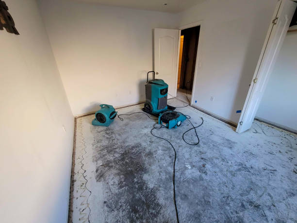 Best Mold removal after water damage  in Petersburg, MI