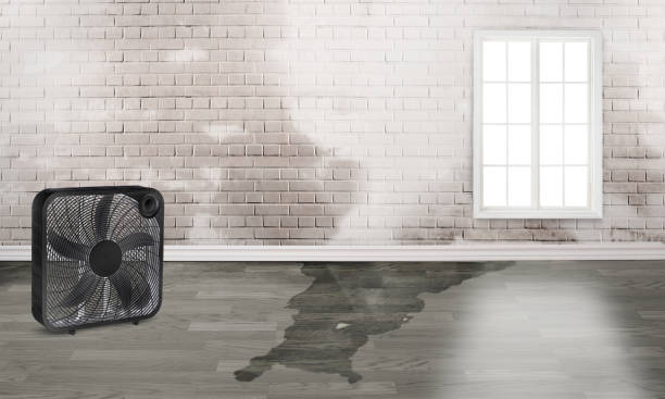 Best Water damage restoration near me  in Petersburg, MI