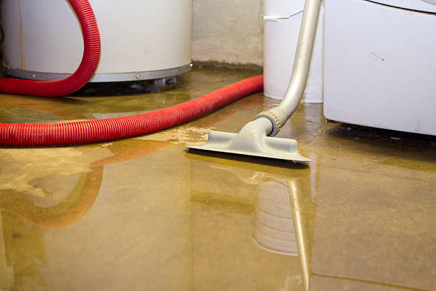 Best Water damage contractors near me  in Petersburg, MI